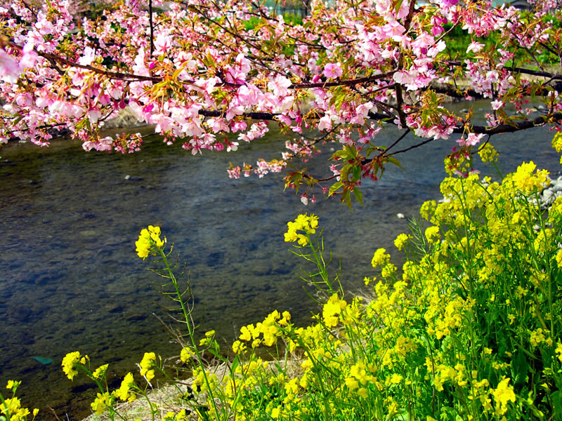 Gambar Pemandangan Sakura Gambarrrrrrr