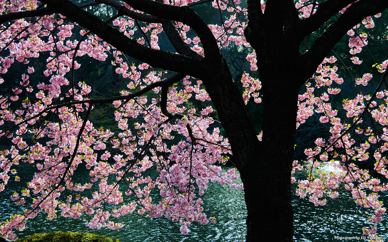 Keindahan Bunga Sakura Muncul Dari Kuncup Di Awal Musim Semi